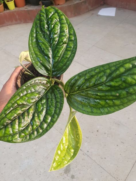 Monstera Peru, Plant Diary, Philodendron Monstera, Plant Supplies, Variegated Plants, Big Leaves, Mother Plant, Plant Sale, Exotic Plants