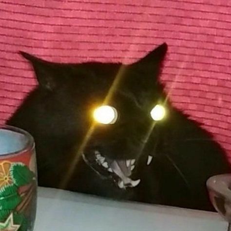 Swaggy Cats™ on Instagram: “A bunch of cursed cats cuz why not, enjoy 😼👍 • Credits: second pic credits is: @icqmmi • 𝗙𝗼𝗹𝗹𝗼𝘄 @swagcatmemes for more ❗❕ 😼✨ A 𝗟𝗶𝗸𝗲 and…” Glowing Eyes, A Black Cat, A Black, Cats And Kittens, Black Cat, Kittens, Kitty, Black