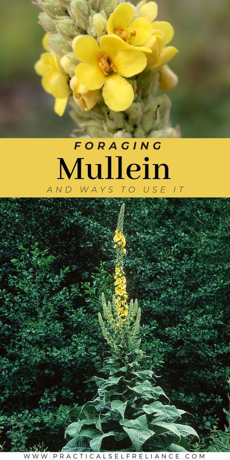 Foraging Mullein, Medicinal Herbs Remedies, Wild Crafting, Medicinal Wild Plants, Medicinal Weeds, Natural Path, Wild Foraging, Wild Food Foraging, Medicinal Herbs Garden