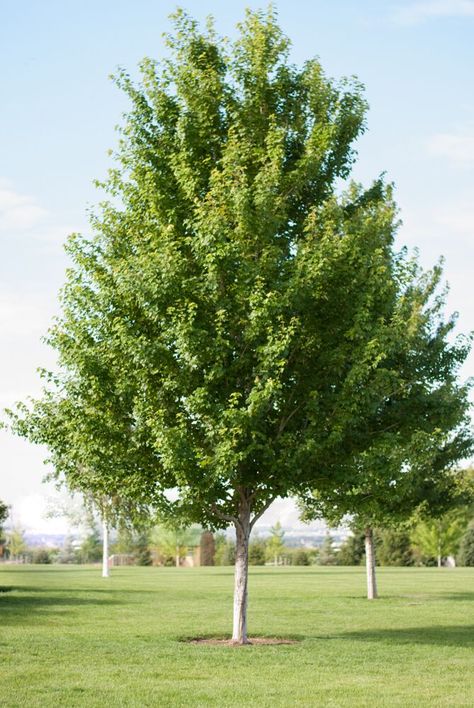 What we love about the Redpointe® Maple | Garden Gate Nursery Redpointe Maple Tree, Spruce Landscaping, Green Maple Tree, Maple Tree Landscape, Michigan Garden, Autumn Blaze Maple, Acer Rubrum, Mom Memorial, Red Maple Tree