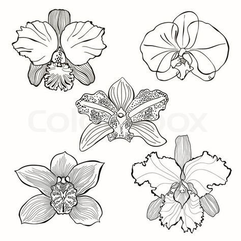 Orchid Illustration, Orchid Drawing, Orchids Painting, Orchid Tattoo, Flowers Vector, Flower Sketches, Orchid Flowers, Hand Drawn Vector, Tattoo Pattern