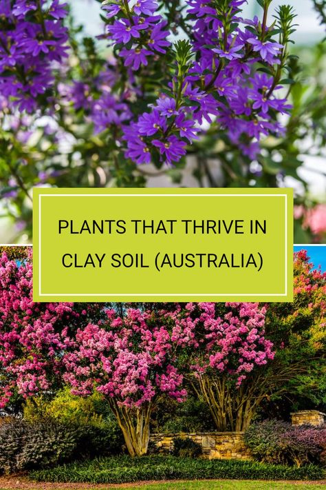 If you have clay soil in your garden, don’t fret. There are some plants that actually prefer it! Keep in mind that heavy clay soils can tightly bind certain nutrients, which may affect plant growth. Discover a variety of stunning plants like the Fan Flower and Crepe Myrtle that can thrive in such conditions. Ready to choose the best options for your back yard? Read the full article for insider tips on Australian native plants suited for clay soils. Clay Soil Gardening, Crepe Myrtle Trees, Planting In Clay, Grass Species, Fan Flower, Ultimate Backyard, Myrtle Tree, Australian Native Garden, Crepe Myrtle