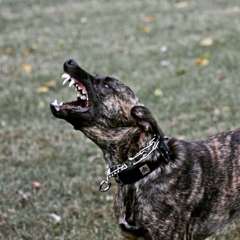 KNPV DUTCH SHEPHERD | WORKING DOG | PERSONAL PROTECTION Dutch Sheperd Dogs, Dutch Shepherd Aesthetic, Dutch Herder, Dutch Shepherd Dog, Berger Malinois, Personal Protection Dog, Dog Soldiers, Dutch Shepherd, Belgian Malinois Dog