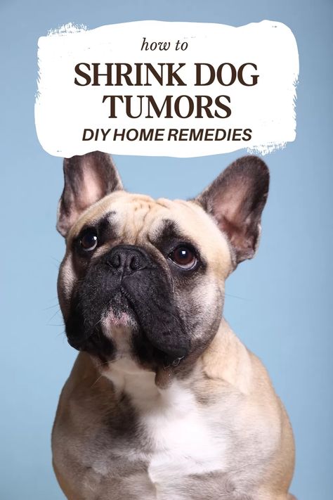 Turmeric Paste For Dog Tumors [Does it Actually Work?] Dog Warts, Tumors On Dogs, Shiloh Shepherd, Turmeric Paste, Benefits Of Turmeric, Dog Remedies, Healthy Dog Treats Homemade, Short Dog, Dog Health Tips