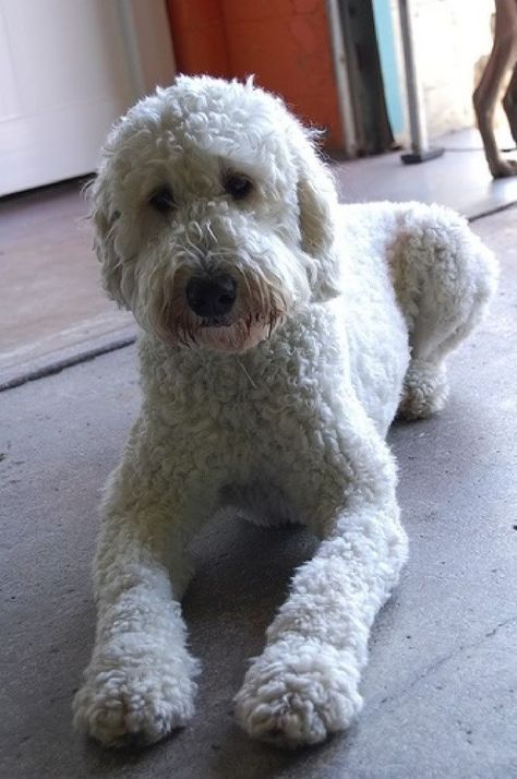 25 Best Labradoodle Haircuts for Dog Lovers | Page 5 of 6 | The Paws Zelda Haircut, Goldendoodle Grooming Styles, Horse Blinders, Labradoodle Full Grown, Labradoodle Haircut Style, Labradoodle Cuts, Doodle Haircuts, Labradoodle Haircut, White Labradoodle