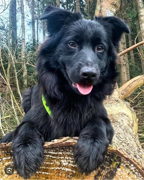 Black Australian Shepherd, Australian Shepherd Husky, Catahoula Leopard Dog Mix, Catahoula Leopard Dog, Catahoula Leopard, Leopard Dog, Dog Mixes, Australian Shepherd Dogs, Australian Shepherd