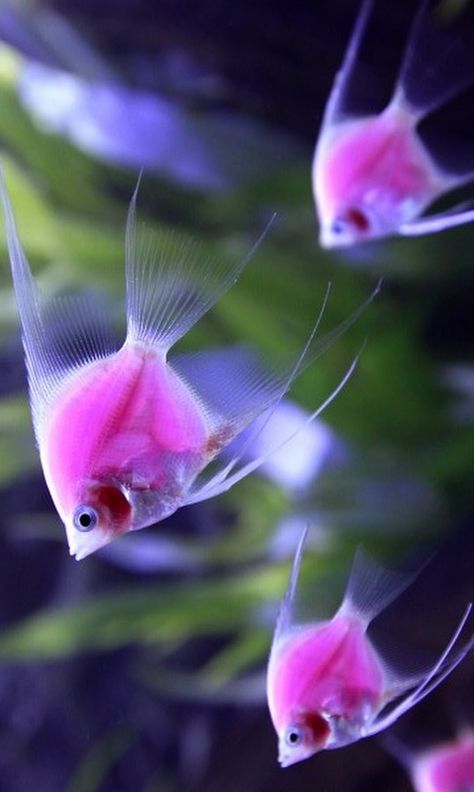 Bettafish Aquarium, Pretty Fish, Fauna Marina, Salt Water Fish, Pink Fish, Beautiful Sea Creatures, Water Animals, Fish Wallpaper, Underwater Creatures