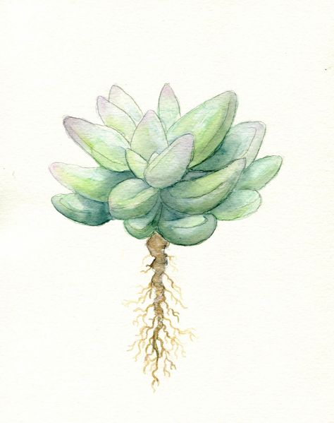 Painted using reference from my own collection of succulents! I cant get enough of these beautiful plants.  A simple and minimalist interpretation of a succulent, perfect in a white frame.  ---------------------------------------------------------------------------------------------------------------  Archival prints will last a lifetime. They are printed with professional grade ink that is fade resistant and water resistant. Printed on heavyweight, matte finish paper that yields beautiful c... Bujo Mai, Succulent Tattoo, Succulents Drawing, Watercolor Succulents, Art Tumblr, Plant Drawing, 수채화 그림, Cactus Y Suculentas, Nature Plants