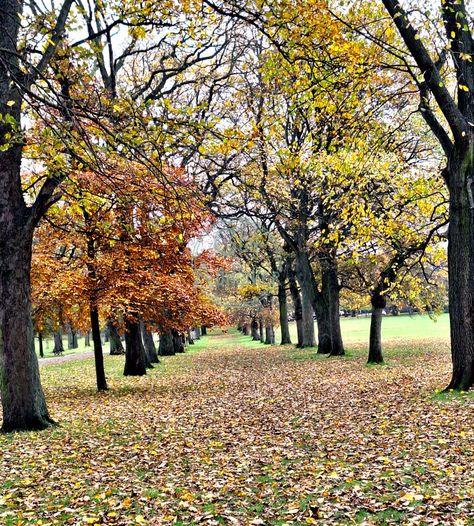 AUTUMN IN THE MEADOWS - EDINBURGH Autumn Leaves and Trees at the Meadows Park Near Edinburgh University, Scotland Image dimensions: 3000 x 3331 pixels Edinburgh Scotland Autumn, Edinburgh In Autumn, Edinburgh Autumn, Meadows Edinburgh, The Meadows Edinburgh, Autumn Park Photography, Edinburgh University, The Meadows, Edinburgh