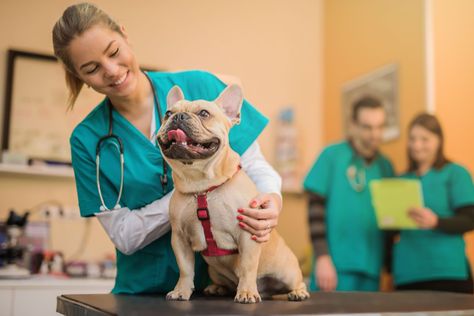 Veterinary School, Animal Doctor, Vet School, Dog Insurance, Veterinary Services, Pet Vet, Vet Clinics, Animale Rare, Veterinary Clinic