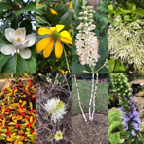 Lobelia Flowers, Cherry Laurel, Kousa Dogwood, Lake Landscaping, Native Plant Landscape, Sweet Smelling Flowers, Fringe Tree, Plants Under Trees, Twig Dogwood