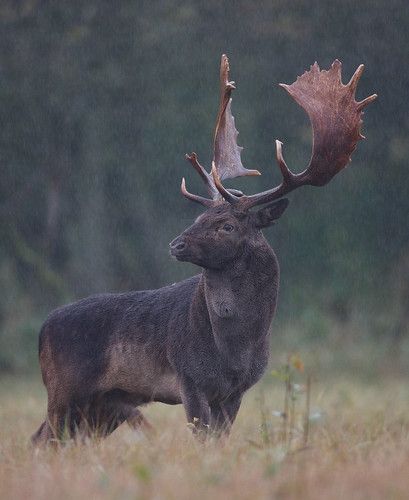 Fallow deer | A fallow deer during the rutting season in the… | Flickr Melanistic Animals, Big Deer, Deer Species, Photo Animaliere, Fallow Deer, Interesting Animals, Animale Rare, Unusual Animals, Rare Animals