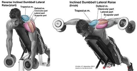 Rear Delt Exercises, Delt Fly, Spiritually Healthy, Rear Delt, Body Fitness, Back Workout, Fitness Yoga, Muscle Fitness, Shoulder Workout