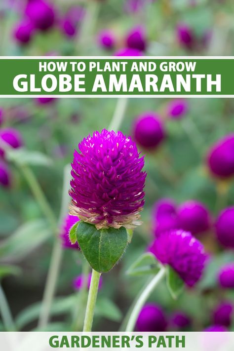 Globe amaranth features clover-like flowers in a range of bright colors that bloom all summer long. This drought tolerant annual is ideal for borders, rock gardens, and xeriscaping, plus the flowers dry beautifully for floral arranging projects. Learn more now on Gardener's Path. #globeamaranth #gardening #gardenerspath Gomphrena Flowers Garden, Gomphrena Flowers, Gomphrena Globosa, Creeping Plants, Amaranth Flower, Globe Amaranth, Seed Starting Mix, Floral Arranging, Attractive Colors