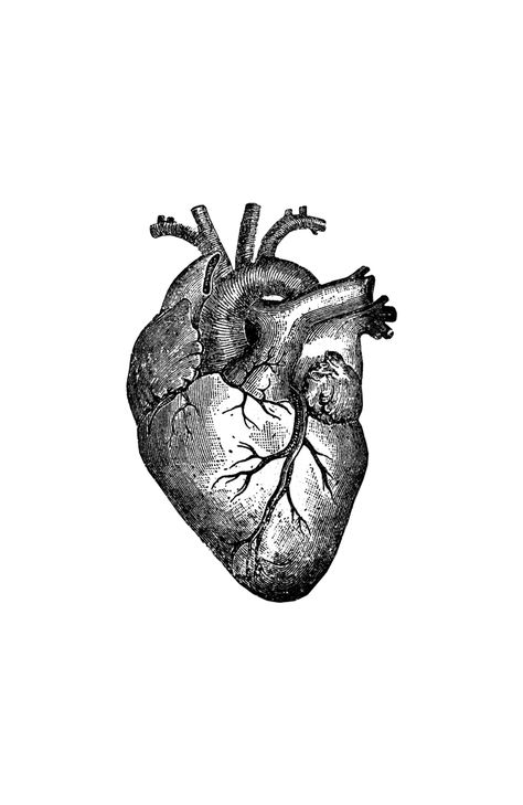 Gray Heart Art, Human Heart Anatomy, Heart Diagram, Heart Anatomy, Three Kingdoms, Anatomical Heart, Human Heart, Fine Pens, Anatomy Art