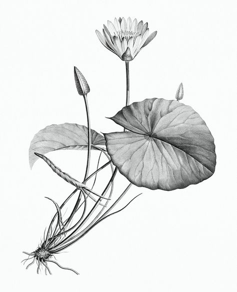 Lotus Black And White, Vintage Flower Illustration, Egyptian Lotus, Lily Images, Tiger Flower, Charcoal Artwork, Leaves Sketch, Watercolor Lotus, Lotus Plant