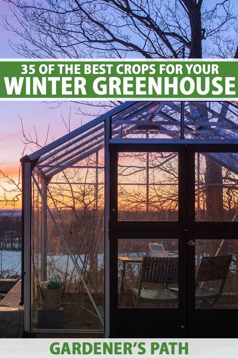 Winter doesn't have to mean the end of the growing season and homegrown food. Don't let Old Man Winter spell an end to the fun. Visit Gardener's Path now to learn about 35 edible plants you can grow in a winter greenhouse, from leafy greens like watercress to root veggies like beets. #wintergreenhouse #gardenerspath Winter Hoop House Gardening, Farm Greenhouse, Seattle Winter, Gardening Greenhouse, Backyard Homestead, Greenhouse Design, Old Man Winter, Cold Frames, Winter Greenhouse