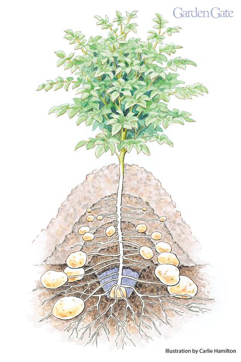 When To Plant Potatoes, Garden Potatoes, How To Plant Potatoes, Harvesting Potatoes, Plant Potatoes, Potato Gardening, Types Of Potatoes, Planting Potatoes, Growing Potatoes