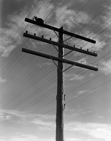 Fox Terrier Puppy, Telephone Pole, Munchkin Cat, Image Cat, Cats For Sale, The Masterpiece, Cat Sitting, Monochrome Photography, Beauty Art