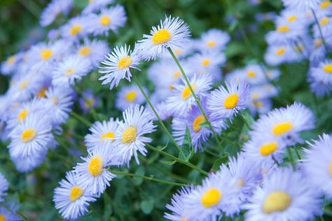 Blue Perennials, Aster Flowers, African Lily, Aster Flower, Garden Plan, Flowers Colorful, Ground Cover Plants, Wildflower Garden, Blue Garden