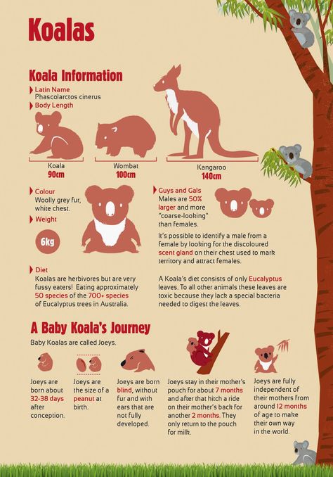 Australia Zoo on Sunshine Coast: Great Family Getaway in Queensland - BE ON THE ROAD | Travel Blog of an Indian Globetrotter Planet Zoo Billboard, Zoo Infographic, Endangered Species Activities, Zoo Signage, Animal Infographic, Irwin Family, Animals Information, Land Animals, Road Travel