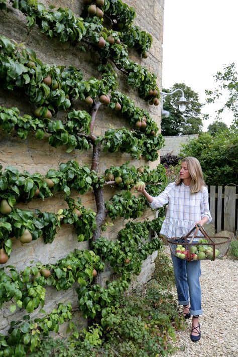 Reban Ayam, Amanda Brooks, Espalier Fruit Trees, نباتات منزلية, Potager Garden, Perfect Backyard, Have Inspiration, Vegetable Garden Design, Backyard Makeover