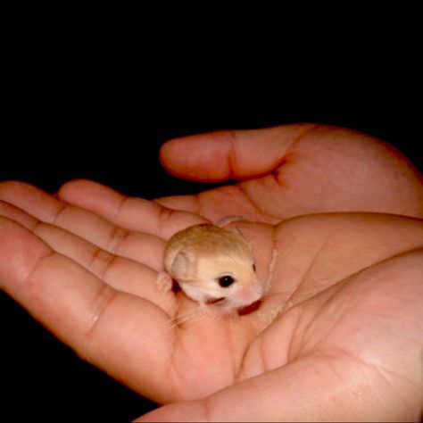 Pygmy jerboa Kuda Nil, Desert Climate, Hot Desert, Nocturnal Animals, Silly Animals, Weird Creatures, Mystical Creatures, Cozumel, Zoology