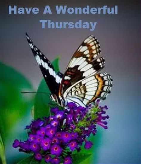 Have A Wonderful Thursday, Wonderful Thursday, Thursday Pictures, Thursday Images, Happy Thursday Quotes, Thursday Quotes, Beautiful Butterfly Photography, Quote Happy, Butterfly Images