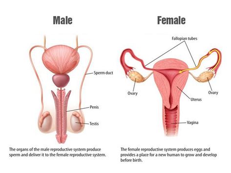 Female Reproductive System Diagram, Male And Female Reproductive System, Female Reproductive System Anatomy, Female Reproductive System, Human Body Anatomy, Organ System, Fallopian Tubes, Human Body Systems, Circulatory System