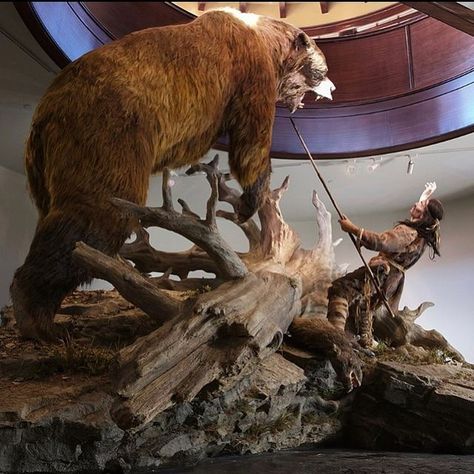 Extinct Animals Facts on Instagram: "The short-faced bear (Arctodus sp.) is an extinct bear genus that inhabited North America during the Pleistocene epoch from about 1.8 Mya until 11,000 years ago. It was the most common early North American bear and was most abundant in California. There are two recognized species: the lesser short-faced bear (Arctodus pristinus) and the giant short-faced bear (Arctodus simus), with the latter considered to be one of the largest known terrestrial mammalian car Short Faced Bear, Ground Sloth, Dino Park, Animal Funny, Dire Wolf, Faux Taxidermy, Bear Dog, Extinct Animals, Ice Age