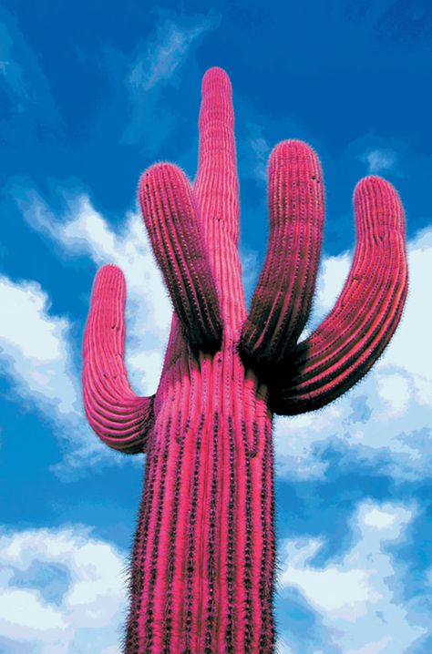 The 20 most bizarre yet oddly beautiful plants on earth – InspireMore Cactus Mexico, Mexico Cactus, Rainbow Cactus, Cactus Seeds, Pink Cactus, Cactus Planta, Sister Jane, Cactus Art, Saguaro Cactus