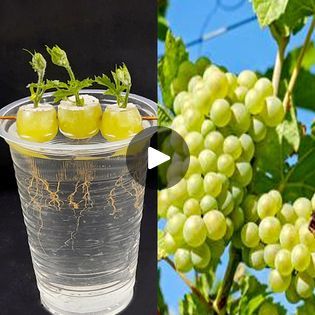 Regrow Veggies, Grow Pineapple Plant, Grow Grapes, Grape Vine Plant, Grape Tree, Papaya Tree, Growing Pineapple, Pineapple Planting, Diy Balcony