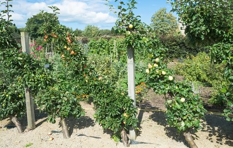 Cordon Fruit Trees, Columnar Fruit Trees, Columnar Apple Tree, Espalier Fruit Trees, Fruit Tree Garden, Pruning Fruit Trees, Bushes And Shrubs, Columnar Trees, Tree Garden