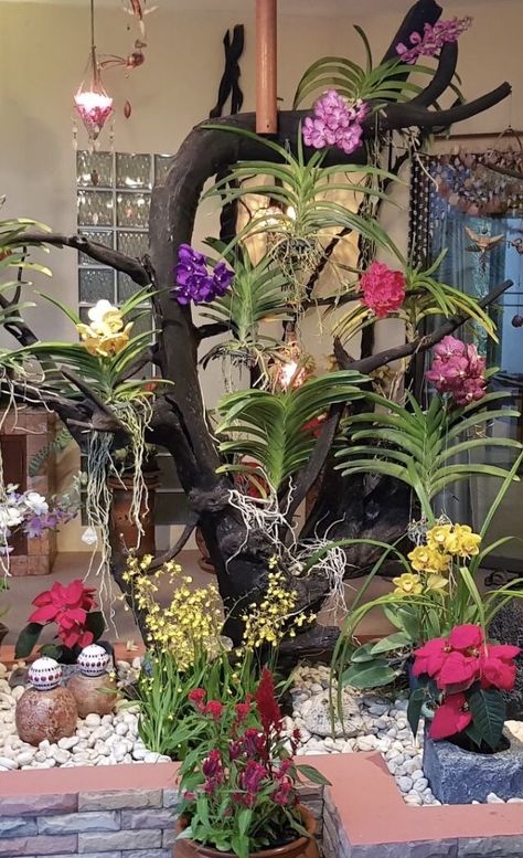 Orchid Collection Display, Hanging Orchids Ideas, Orchid Hanging Ideas Outside, Orchid Stand Ideas, Orchid Wall Garden, Hanging Orchids Outside, Plants Display Ideas, Orchid Display Ideas, Orchid Stand