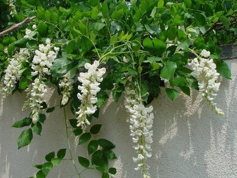 Kentucky Wisteria, Wisteria White, Home Greenhouse, Zone 5, Living Wall, English Garden, Wisteria, Garden And Yard, Green Thumb