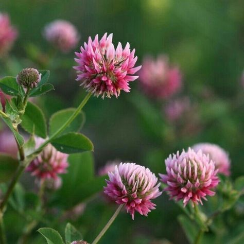 Ayurveda Dosha, Red Clover, Clover Flower, Wildflower Garden, Flower Fairies, Wild Plants, Flower Farm, Wild Flower, Flower Beauty