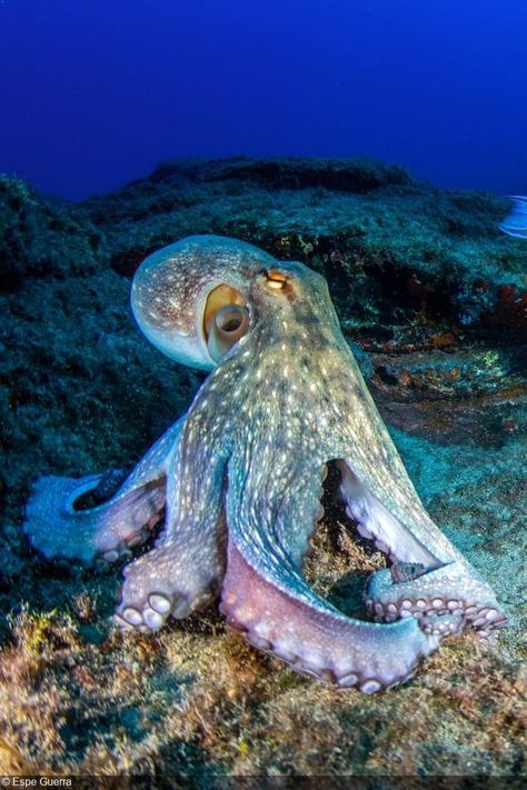 Common Octopus, Tenerife Canary Islands, Red Eyed Tree Frog, Fauna Marina, Cute Octopus, Underwater Photographer, Russian Blue Cat, Beautiful Sea Creatures, Underwater Creatures