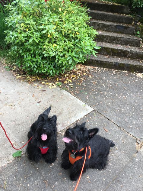 More hunting for SQ's Scottish Terrier Aesthetic, Scottie Puppies, Scottish Terrier Puppy, Scottie Terrier, Happy Stuff, Scottish Terriers, Puppies And Kitties, Really Cute Dogs, Terrier Puppy