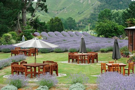 Lavender Farm Cafe by Karen Pincott, via Flickr Lavender Patch, Venue Birthday, Tree Landscaping, Farm Cafe, Work Function, Growing Lavender, Farm Plans, Farm Business, Farm Projects