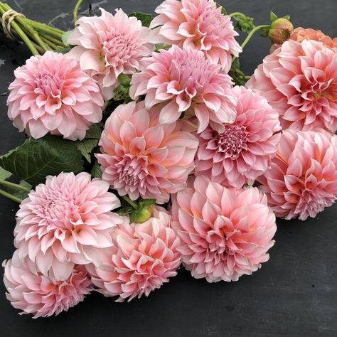 Rose Bush Care, Dahlias Garden, Flower Farmer, Rock Garden Landscaping, Cut Flower Garden, Flowers Bouquet Gift, Rose Bush, Peaches N Cream, I Wish I Had