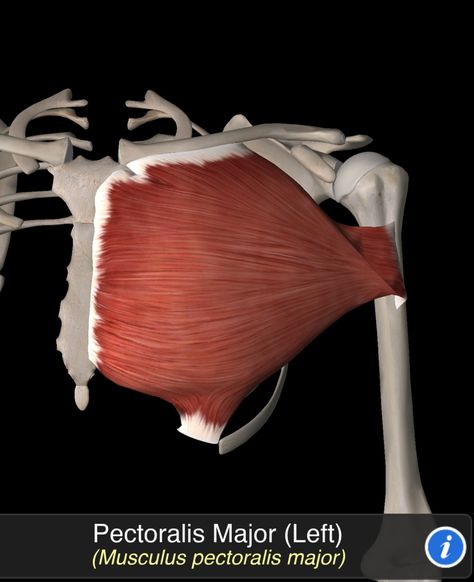 Musculus Pectoralis Major Core Anatomy, Body Muscle Anatomy, Pectoralis Major, Muscle Movement, Yoga Anatomy, Healthy Man, Human Body Anatomy, Muscle Anatomy, Rotator Cuff