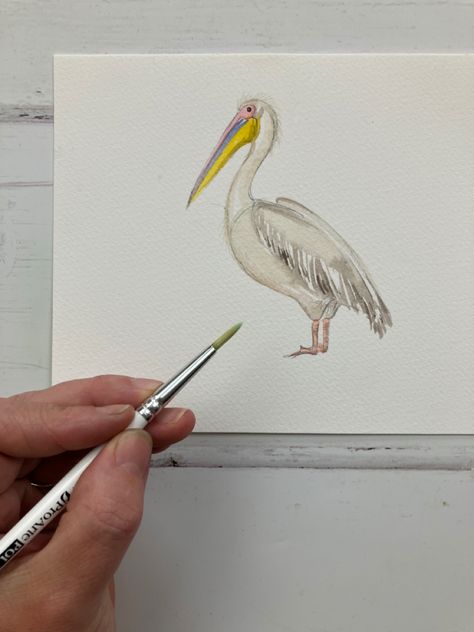 Pelican Painting Easy, How To Paint A Pelican, Watercolor Pelican Tutorial, Pelican Watercolor, Pelican Illustration Cute, Pelican Watercolor Paintings, Brown Pelican Drawing, Pelican Drawing, Pelican Art