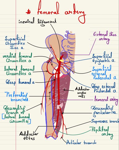 Femoral artery Femoral Artery Anatomy, Lower Limb Anatomy Notes, Femoral Artery, Emt Basic, Arteries Anatomy, Pt School, Physical Therapist Assistant, Medicine Notes, Basic Anatomy And Physiology