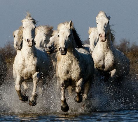 Group of Camargue Horses Galloping through Water (2) Group Of Horses, Horses Galloping, Camargue Horse, Horses Running, Horse Galloping, Portable Fridge, Horse Artwork, Equine Art, White Horses