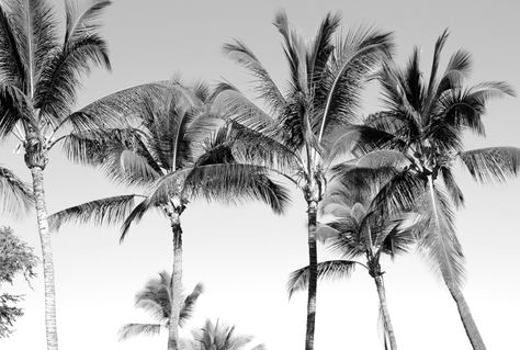 Macbook Wallpaper, Summer Dream, Computer Wallpaper, Ipad Wallpaper, Beach Photography, Iphone Background, Summer Aesthetic, Palm Trees, Summer Vibes