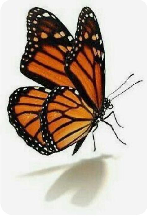 Monarch Butterflies Photography, Monarch Butterfly Art, Monarch Butterflies Art, Butterfly Metamorphosis, Beautiful Butterfly Pictures, Beautiful Butterfly Photography, Butterfly Art Painting, Butterfly Images, 3d Tattoos