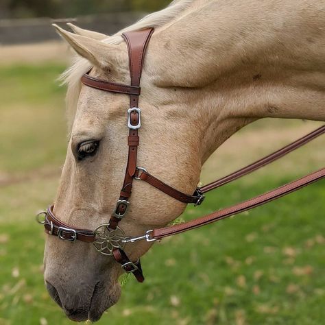 Horse Bitless Bridle, Bitless Horse Riding, Bitless Bridle Horse, Sidepull Bridle, Bridle Horse, Bitless Bridle, Horse Saddle Pads, Horse Games, Horse Riding Clothes