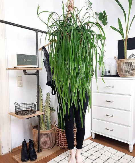 Michelle | be tender be kind auf Instagram: „Actual footage of me avoiding social interactions. 🌿 plant: Lepismium bolivianum [non-commissioned ad cause of mentioning/tagging brands|…“ Lepismium Bolivianum, Plant Parenthood, Cacti Garden, Jungle Decor, Plant Wishlist, Garden Indoor, Cactus Garden, Green Baby, Green Garden