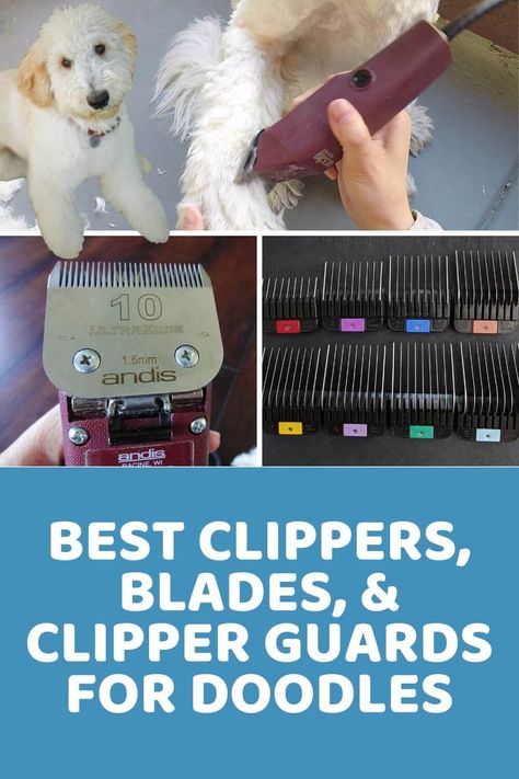 Dog "Clipper Guard Size Chart" Experiment on My Doodle - Doodle Doods Best Dog Clippers Pet Grooming, Dog Clippers Pet Grooming, Diy Doodle Grooming, Bernedoodle Haircuts, Trimming Dog Nails, Goldendoodle Grooming, Best Dog Shampoo, Dog Grooming Tools, Dog Grooming Styles