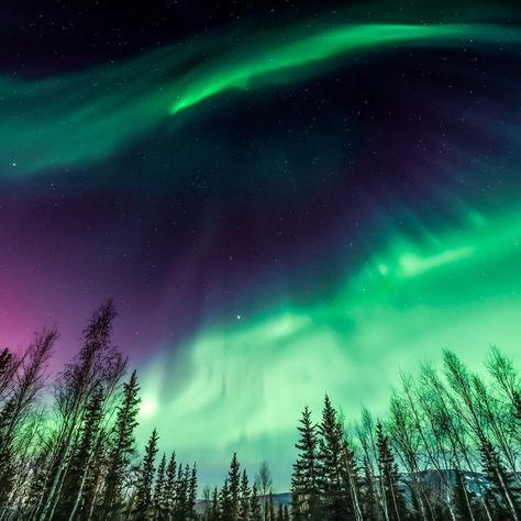 10 Reasons To Visit Fairbanks, Alaska In Summer - TravelAwaits Fairbanks Alaska, World Of Tomorrow, Africa Destinations, Travel Comfort, Vacation Mood, Places In The World, Alaska Travel, Most Beautiful Cities, Beautiful Places In The World